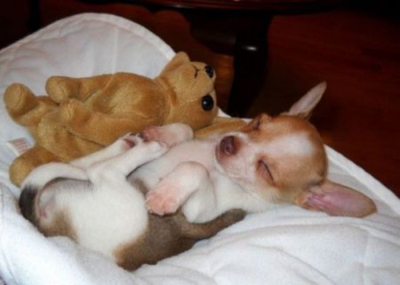 deze hond doet een knuffel na